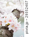 大阪城公園のお堀と桜[縦] 29352407