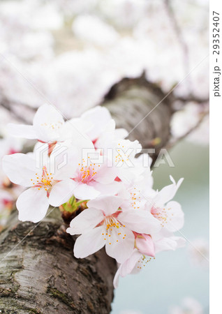 大阪城公園のお堀と桜[縦] 29352407