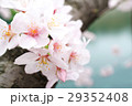 大阪城公園のお堀と桜[横] 29352408