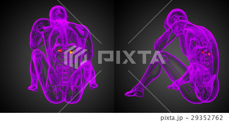 3d rendering illustration of the human adrenal 29352762
