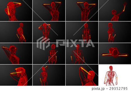 3d rendering medical illustration of the ulna bone 3d rendering medical illustration of the ulna bone 29352795