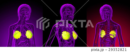 3d rendering medical illustration of human breast 3d rendering medical illustration of human breast 29352821