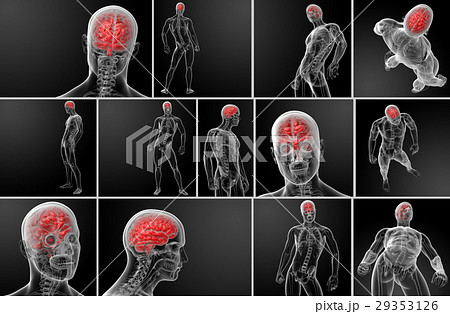 3d rendering human brain X ray 3d rendering human brain X ray 29353126