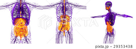 3d rendering medical of the human digestive system 29353438
