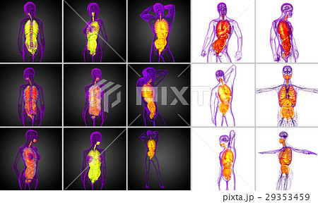 3d rendering medical of the human digestive system 29353459