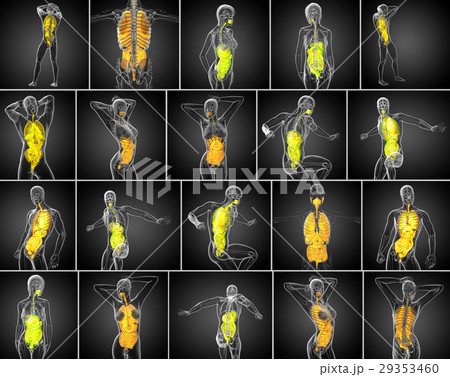 3d rendering medical of the human digestive system 29353460