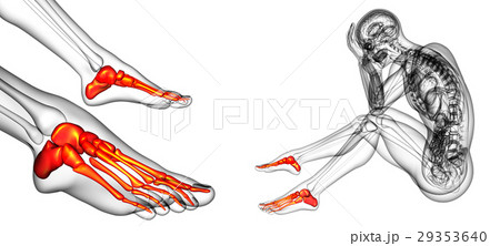 3d rendering medical illustration of the foot bone 29353640