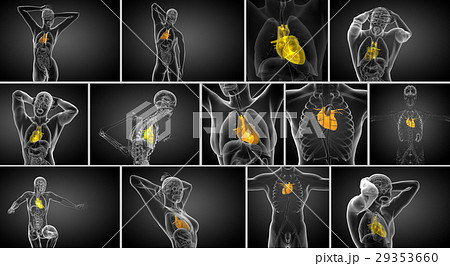 3d rendering medical illustration of a human heart 29353660