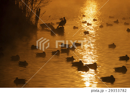 浮島神社の池 29353782
