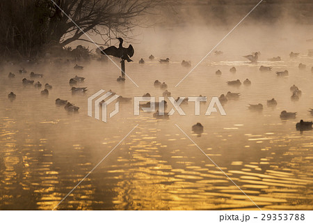 浮島神社の池 浮島神社の池 29353788