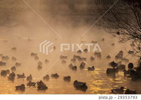 浮島神社の池 29353793