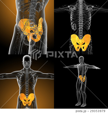 3d rendering medical illustration of pelvis bone 3d rendering medical illustration of pelvis bone 29353979