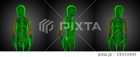 3d rendering medical illustration of humerus bone 29353995