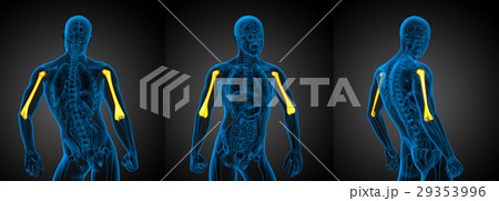 3d rendering illustration of the humerus bone 29353996