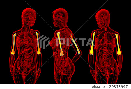 3d rendering illustration of female humerus bone 29353997
