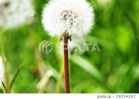 mature dandelion. Spring background. Green grass. mature dandelion. Spring background. Green grass. 29354207