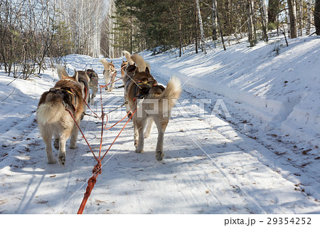Husky sledge in winter 29354252