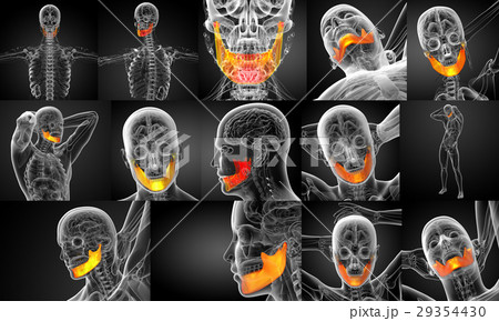 3d rendering illustration of jaw bone 29354430