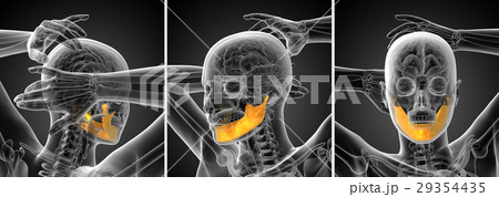 3d rendering illustration of a jaw bone 29354435