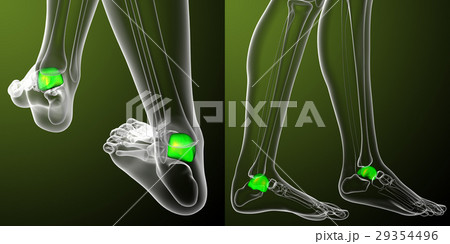 3d rendering medical of the talus bone 29354496