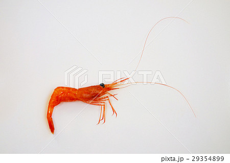南蛮エビ 29354899