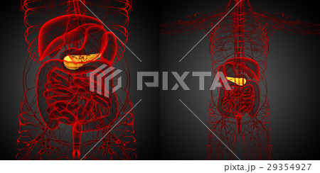 3d rendering medical of the  pancrease 29354927