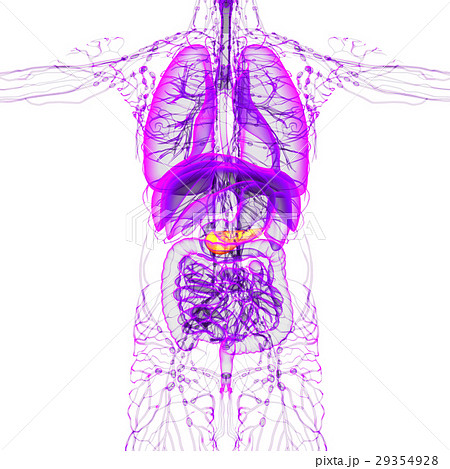 3d render medical illustration of the pancreas 3d render medical illustration of the pancreas 29354928