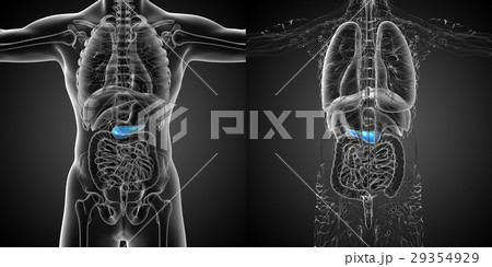 3d rendering medical illustration of  pancrease 29354929