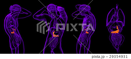 3d rendering medical of gallblader and pancreas 3d rendering medical of gallblader and pancreas 29354931