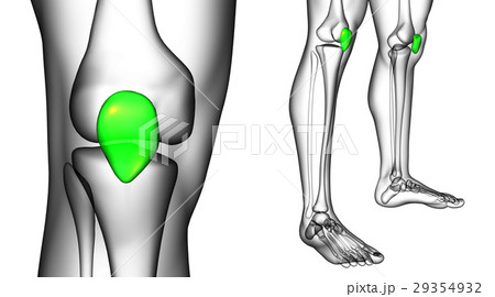 3d rendering medical of the patella bone 29354932