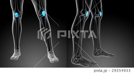 3d rendering medical illustration of patella bone 29354933