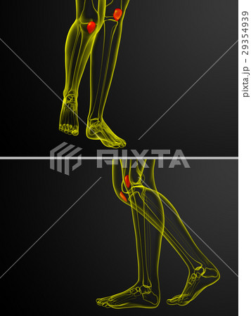 3d rendering medical illustration of patella bone 29354939