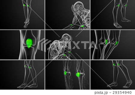 3d rendering medical illustration of patella bone 3d rendering medical illustration of patella bone 29354940