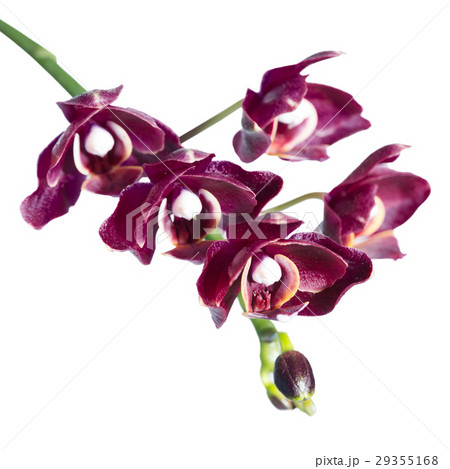 blooming twig of unusual beautiful  cherry orchid 29355168