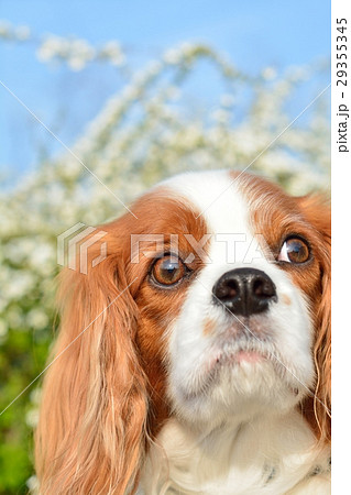 キャバリアとユキヤナギ キャバリアとユキヤナギ 29355345