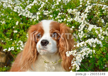 キャバリアとユキヤナギ 29355349