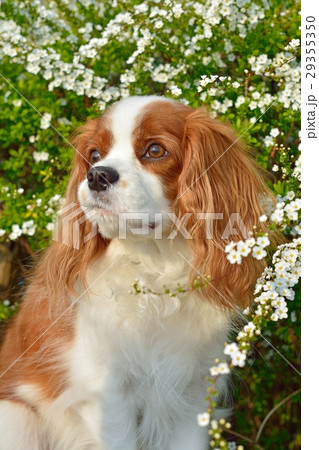 キャバリアとユキヤナギ 29355350