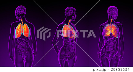3d rendering of the female respiratory system 29355534