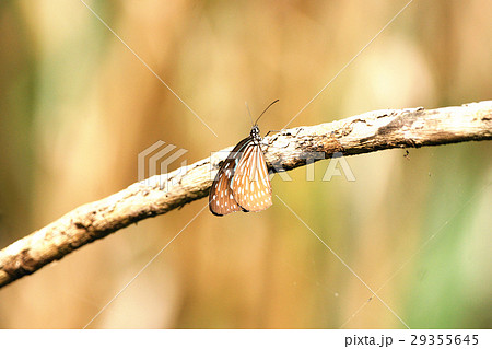 ウイング 翼 羽 29355645