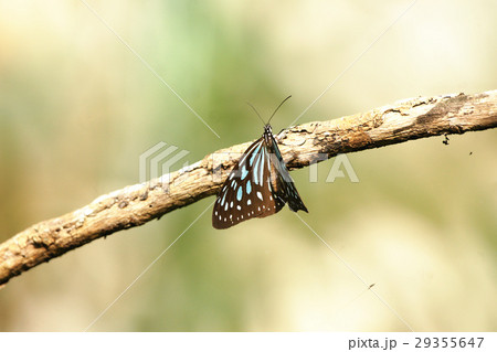 ウイング 翼 羽 29355647