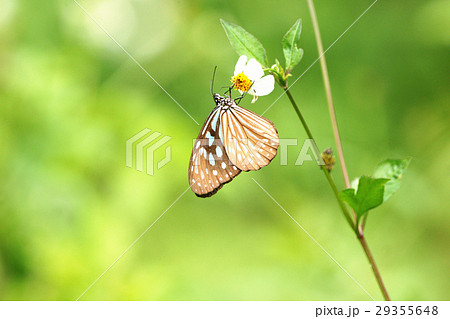 ウイング 翼 羽 29355648