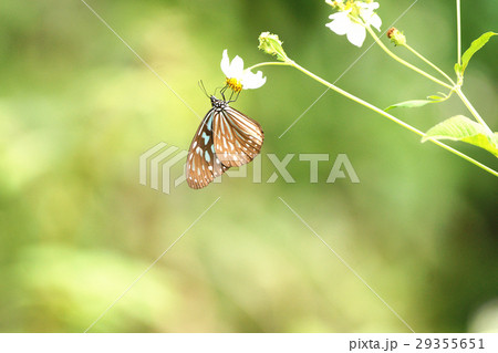 ウイング 翼 羽 29355651