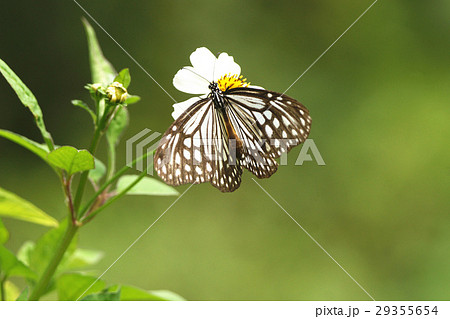 ウイング 翼 羽 29355654