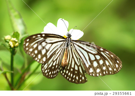 ウイング 翼 羽 29355661