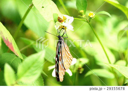 ウイング 翼 羽 29355678