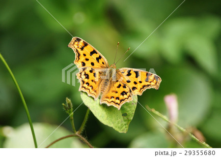 蝶 チョウ 蝴蝶 29355680