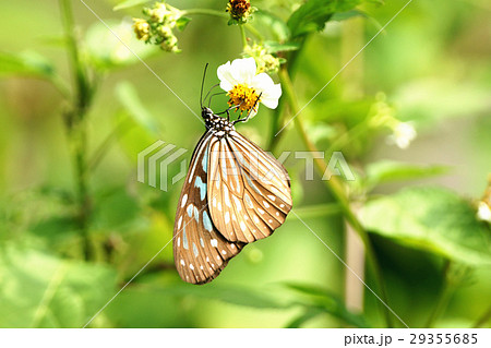 ウイング 翼 羽 29355685