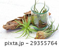 エアプランツ・テラリウムのインテリアグリーン エアプランツ・テラリウムのインテリアグリーン 29355764