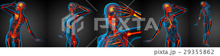 3D rendering medical of the human skeleton 3D rendering medical of the human skeleton 29355862