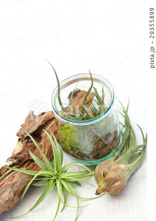 エアプランツ テラリウムのインテリアグリーンの写真素材 エアプランツ テラリウムのインテリアグリーンの写真素材